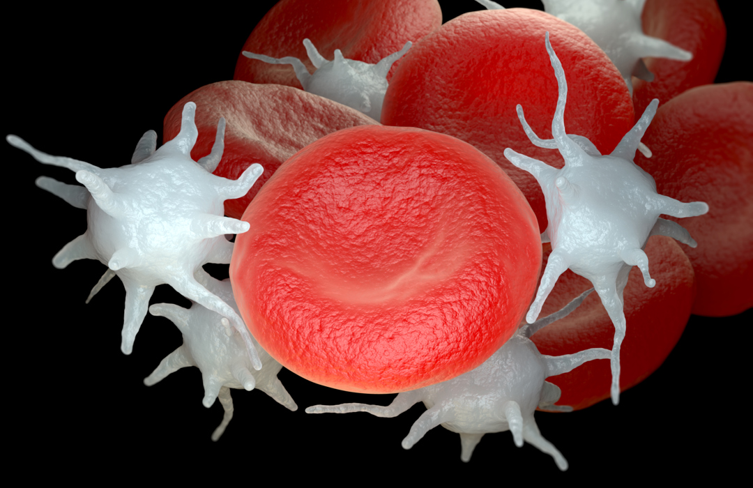 Rød Blodcelle Med Kræft, Envato