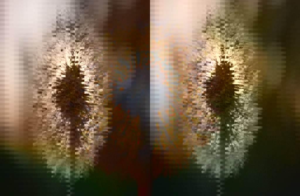 Blomst2 Stock