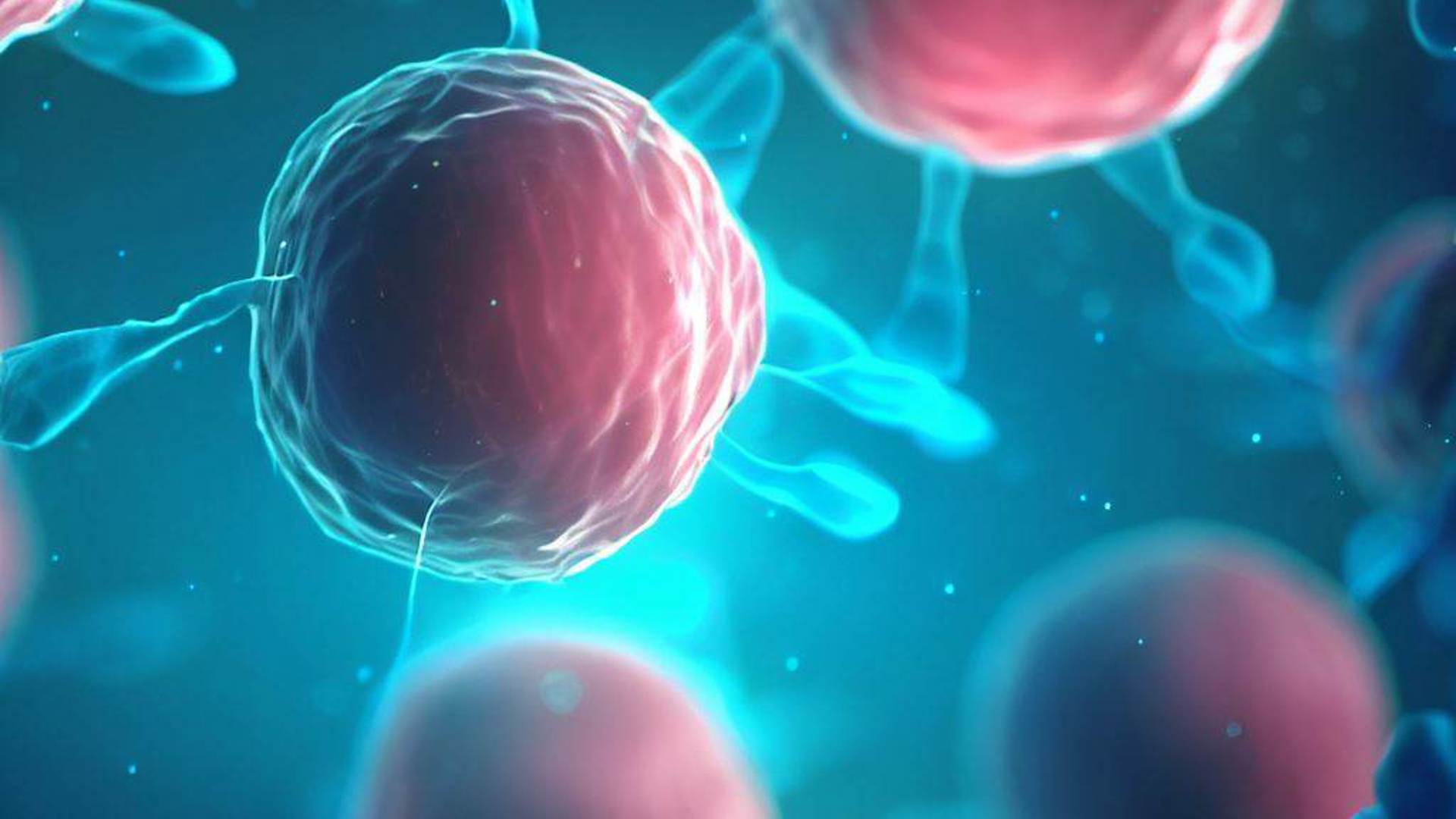 Cancercelle1 Animation